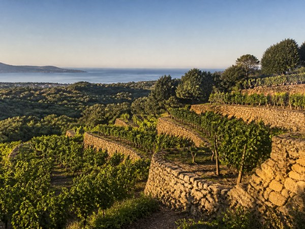 Vin de Bandol