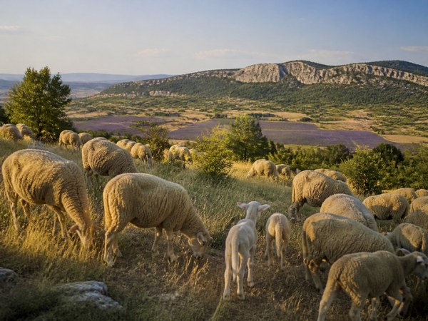 Agneau de Sisteron